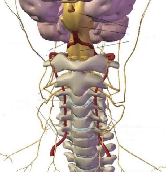 Ang istruktura sa rehiyon sa cervical